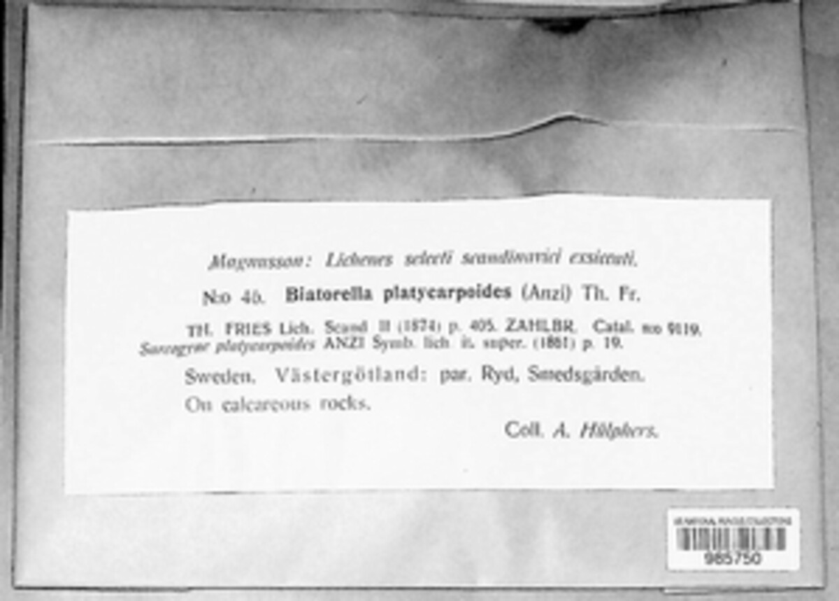 Biatorellaceae image